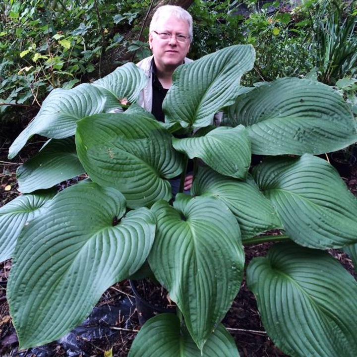 Hosta T Rex  (8018)